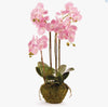Phalaenopsis Orchid Drop-in 30" -Pink