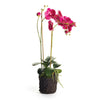 Phalaenopsis Orchid Double Drop-in 29"-Hot Pink