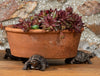 Tortoise Plant Pot Feet - Single