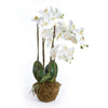 Phalaenopsis Orchid Drop-in 30"-White