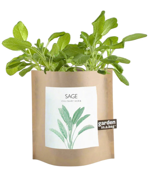 Sage Garden in a Bag