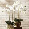Phalaenopsis Orchid Drop-in 30"-White