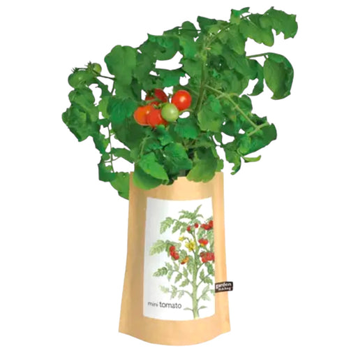 Mini-Tomato Garden in a Bag