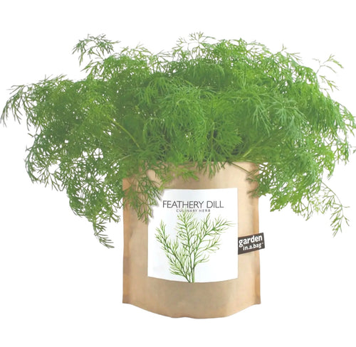 Feathery Dill Garden in a Bag