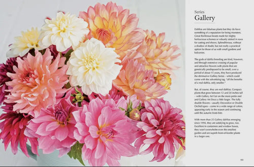 Dahlias; Beautiful Varieties For Home & Garden