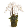 Phalaenopsis Orchid Drop-in 36"-White