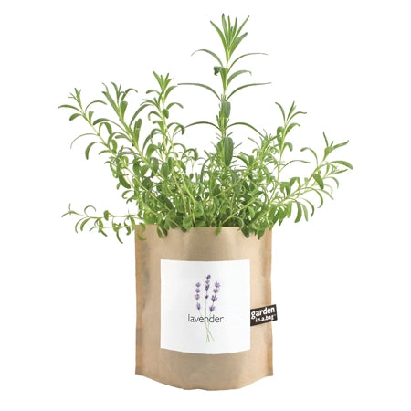Rosemary Plant Pods