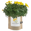 French Marigold Garden in a Bag