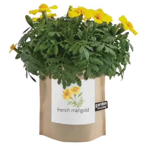 French Marigold Garden in a Bag