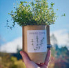 English Thyme Garden in a Bag