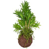 Drop In Kokedama Ball Fern