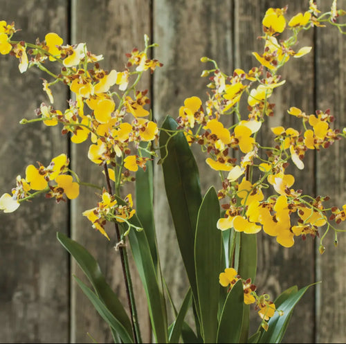 Drop In Dancing Oncidium Orchid 32"