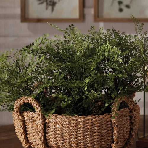 Drop In Maidenhair Fern 13"