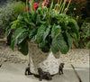 Cavalier King Charles Plant Pot Feet - Single