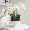 Phalaenopsis Orchid Bowl Drop-in 18.5" Pink Center