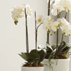 Phalaenopsis Orchid Drop-in 23"-White