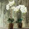 Phalaenopsis Orchid Drop-in 23"-White