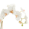 Phalaenopsis Orchid Drop-in 26"-Pink Center