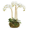 Phalaenopsis Orchid "Mini Garden" Drop-in 16"-White