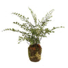 Drop In Maidenhair Fern 13"