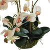 Phalaenopsis Orchid "Mini Garden" Drop-in 16"-Pink Center