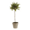 Drop In Thyme Topiary 13"