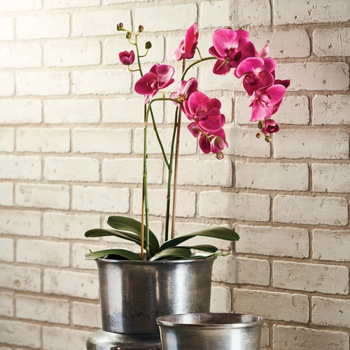 Phalaenopsis Orchid Double Drop-in 29"-Hot Pink