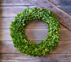 Larger Preserved Boxwood Wreaths