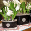 Hyacinths look beautiful growing in all three sizes of The "Kent" Kew Oval Planters. Shown in Blackberry.