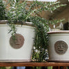"Windsor" Kew Low Pots