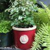 "Chelsea" Kew Round Herb Pot